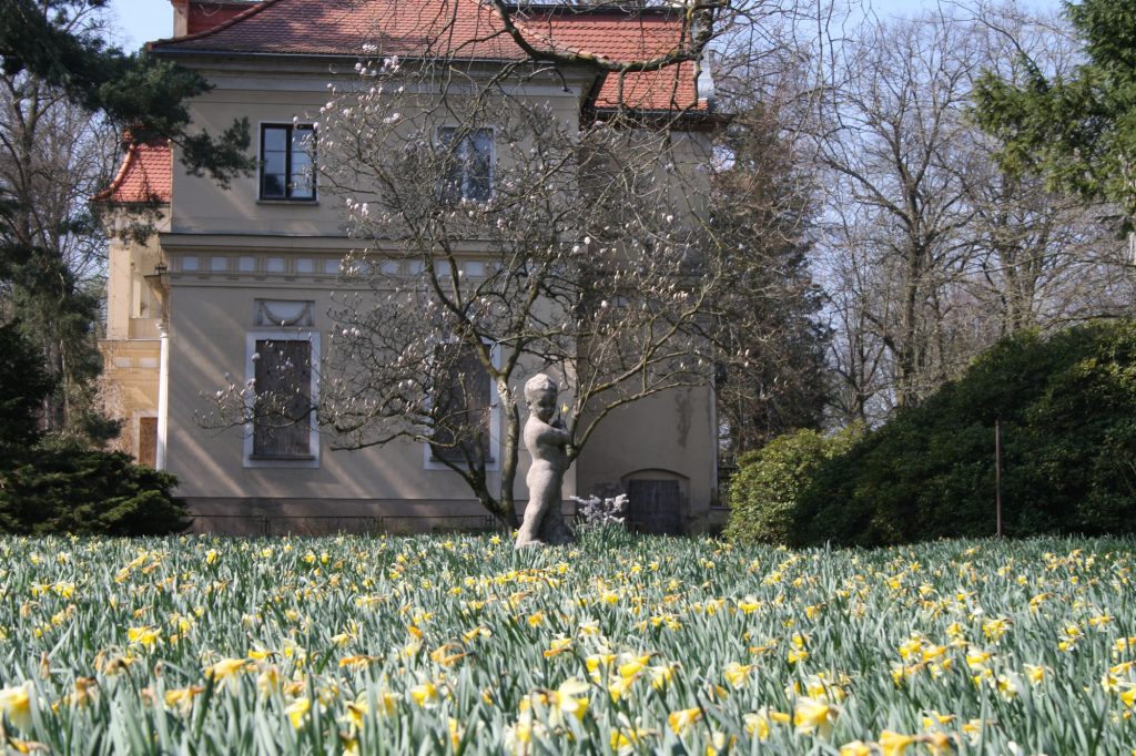 Blühende Narzissen im Vordergrund, im Hintergrund Schloss Tannenfeld