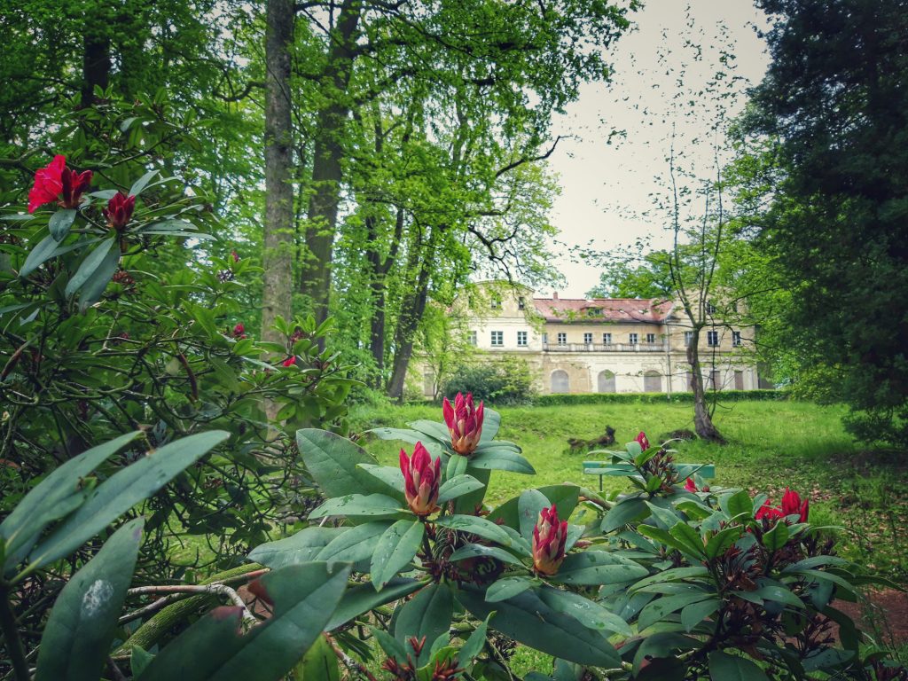 Blühende Rhododendren im Schlosspark Tannenfeld, im Hintergrund sieht man das Schloss
