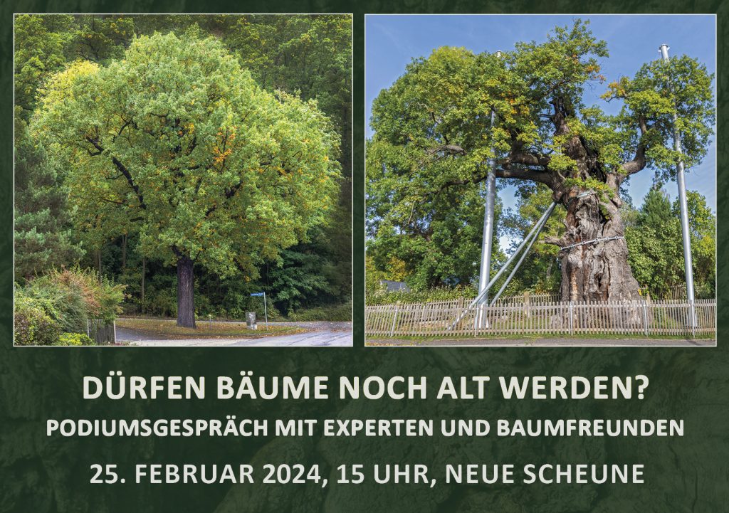 Banner zur Veranstaltung mit den Fotos der Friedenseiche Schmölln und der 1000-jährigen Eiche Nöbdenitz